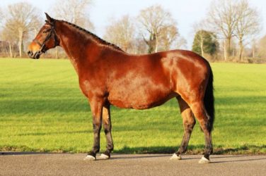 Beaurante D.D. te koop in Online Veiling KWPN