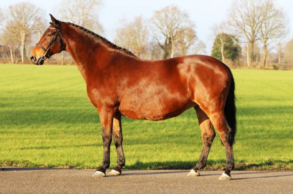 Beaurante D.D. te koop in Online Veiling KWPN
