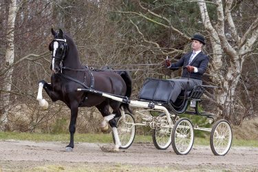 Tuigpaardhengst Delviro HBC naar Amerika