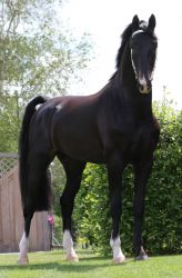 27 augustus 2022: tuigpaardconcours in Exloo