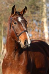 hoogdrachtige Lynette H&H in de KWPN Online veiling