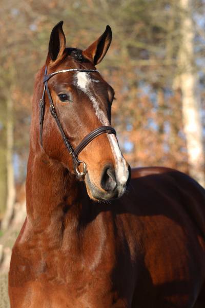 hoogdrachtige Lynette H&H in de KWPN Online veiling