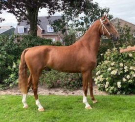 3-jarige vos tuigpaard stermerrie (Image HBC x Unieko)
