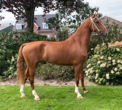 3-jarige vos tuigpaard stermerrie (Image HBC x Unieko)
