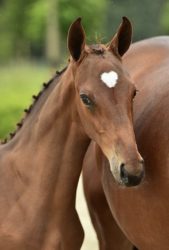 Pivona HBC binnenkort te koop in Starsale Auctions