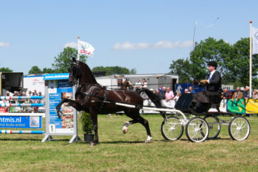 Het leven van top tuigpaard Brandy