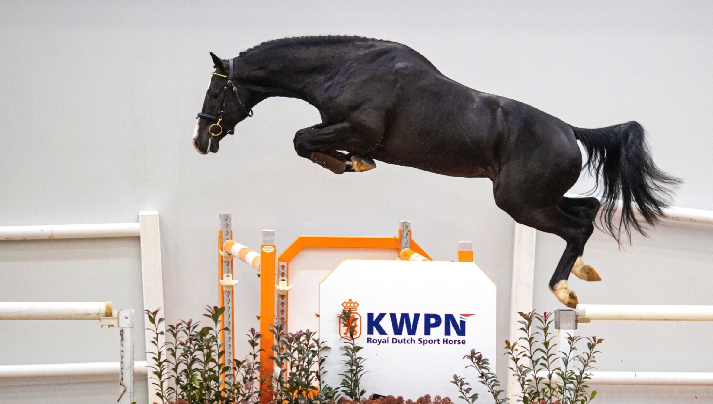 Prestaties van eerder verkochte HBC springpaarden: