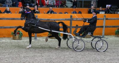 Lanto HBC top leverancier tuigpaardveulens 2020