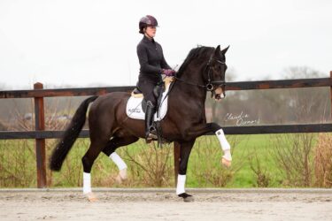 eerste veulens Lanto HBC 2021