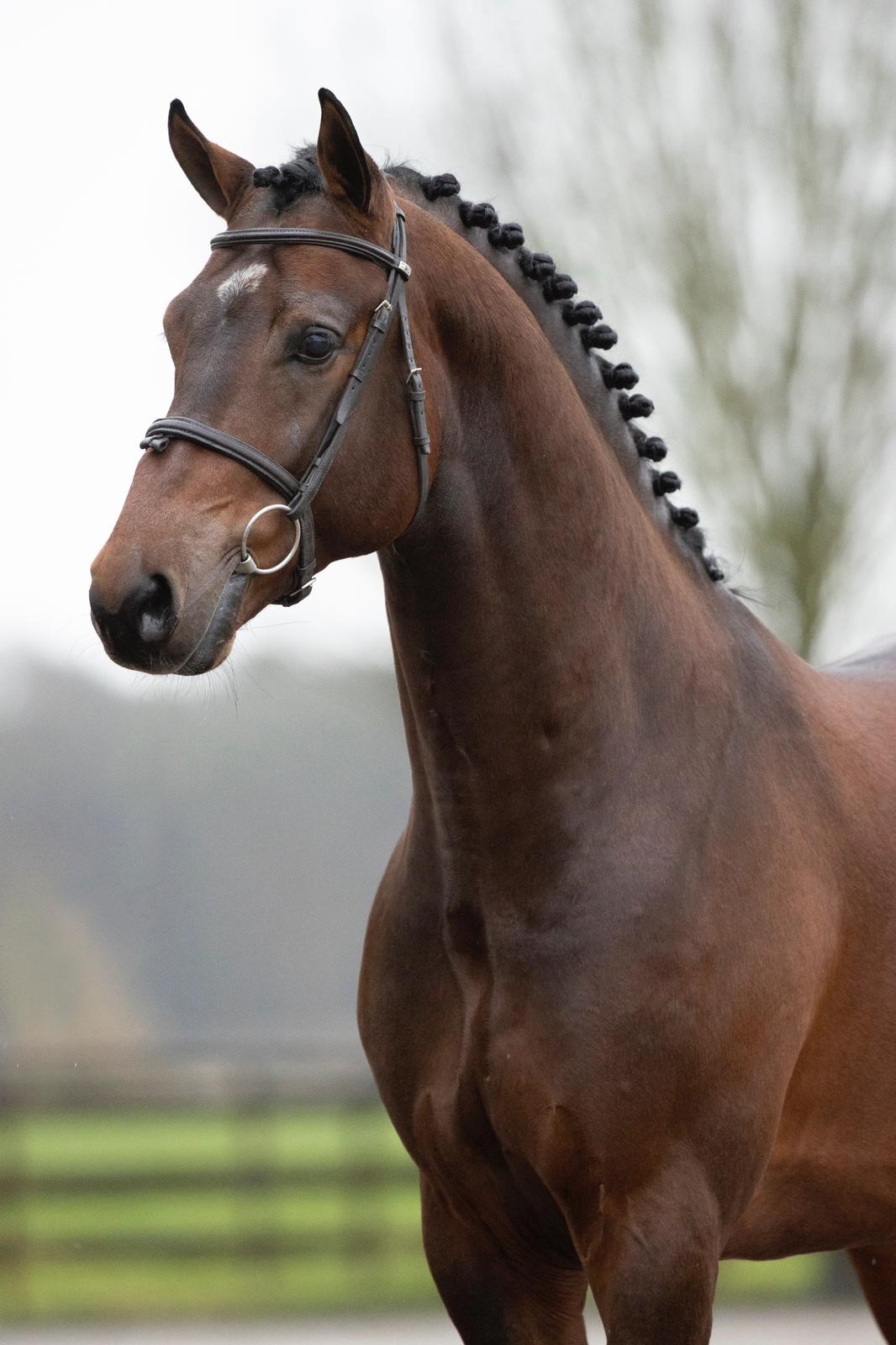 Lennon HBC - Afbeelding 2