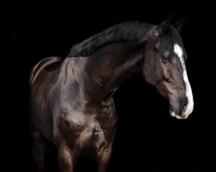 Lugano H&H verkocht naar Amerika