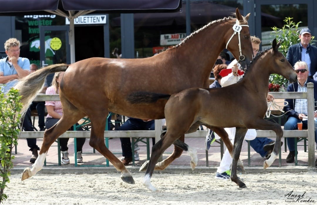 Twee Lanto HBC veulens naar NTD