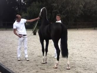 22 juli 2022 Tuigpaard Noord Harich: Odyrose M 3e in kampioenskeuring