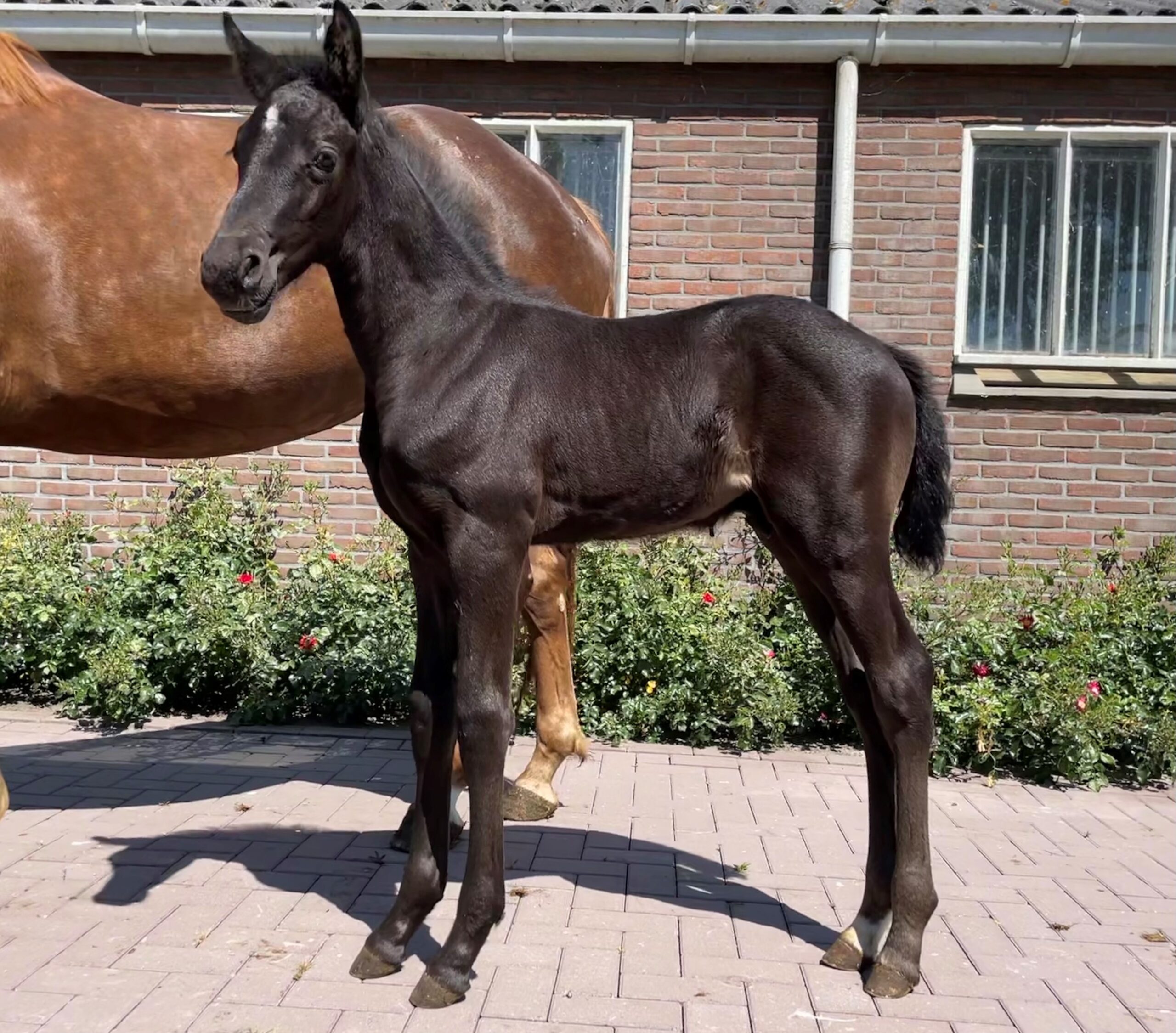 Nog meer veulens van Oerend Hard HBC