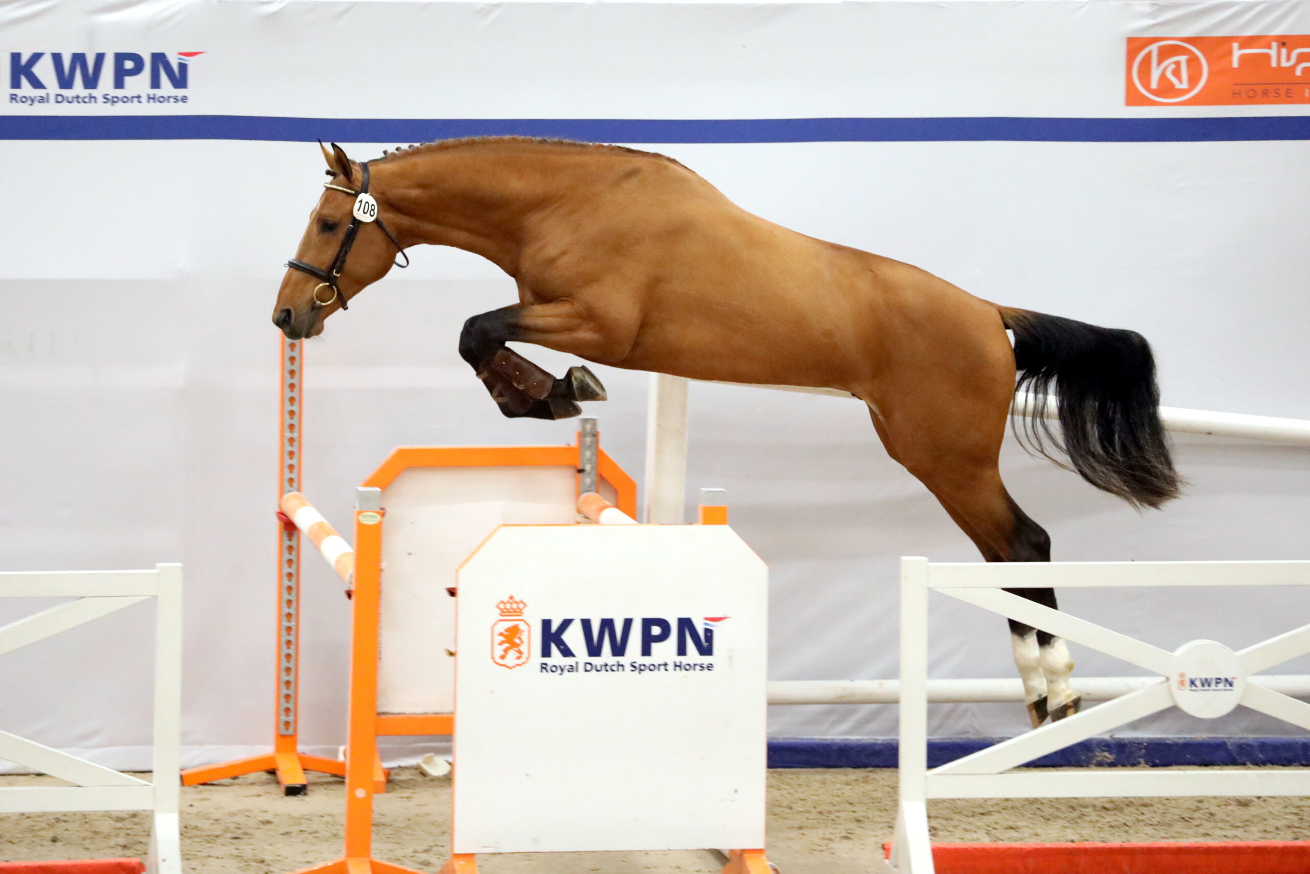 19 december 2023: Royal Chique H&H en Runar Balia HBC naar 2e bezichtiging KWPN