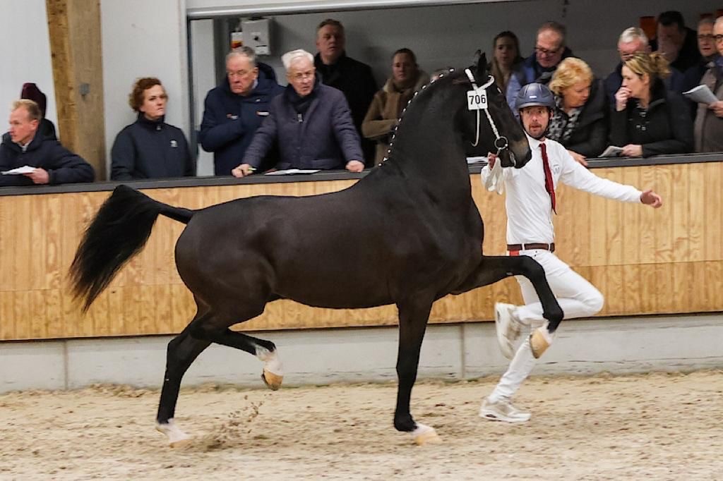 6 januari 2024: twee nakomelingen van Lanto HBC naar 2e bezichtiging KWPN