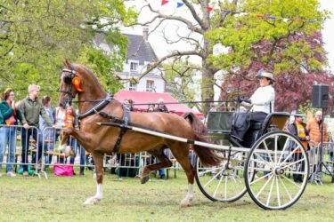 Sportprestaties tuigpaarden:
