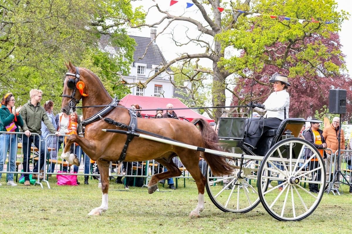 Sportprestaties tuigpaarden: