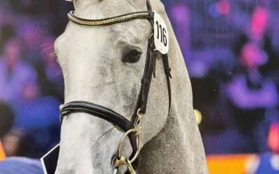 Succesvol wedstrijddebuut voor Sixth Sense HBC