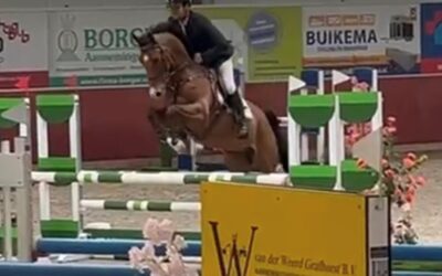 Springpaarden Pur Sang HBC en Oswin HBC verkocht