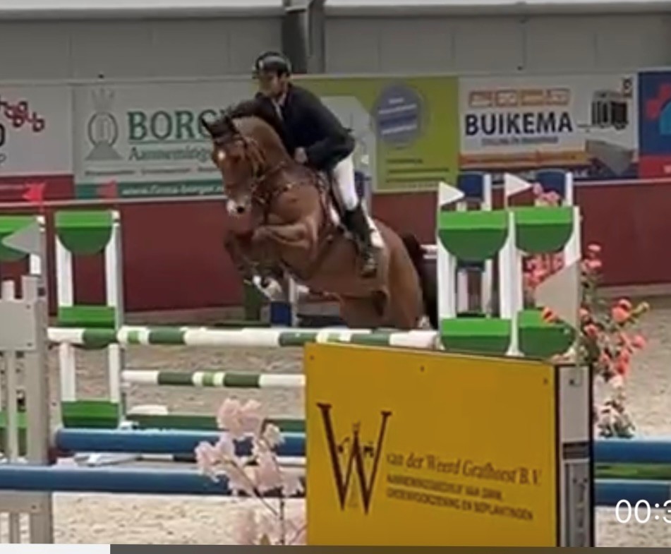 Springpaarden Pur Sang HBC en Oswin HBC verkocht