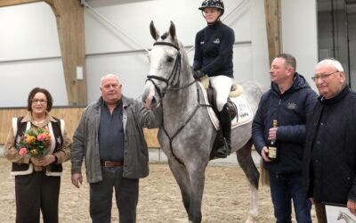 Springhengst Sixth Sense HBC goedgekeurd door KWPN na succesvol najaarsonderzoek