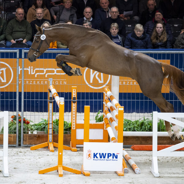 Thorbecke HBC