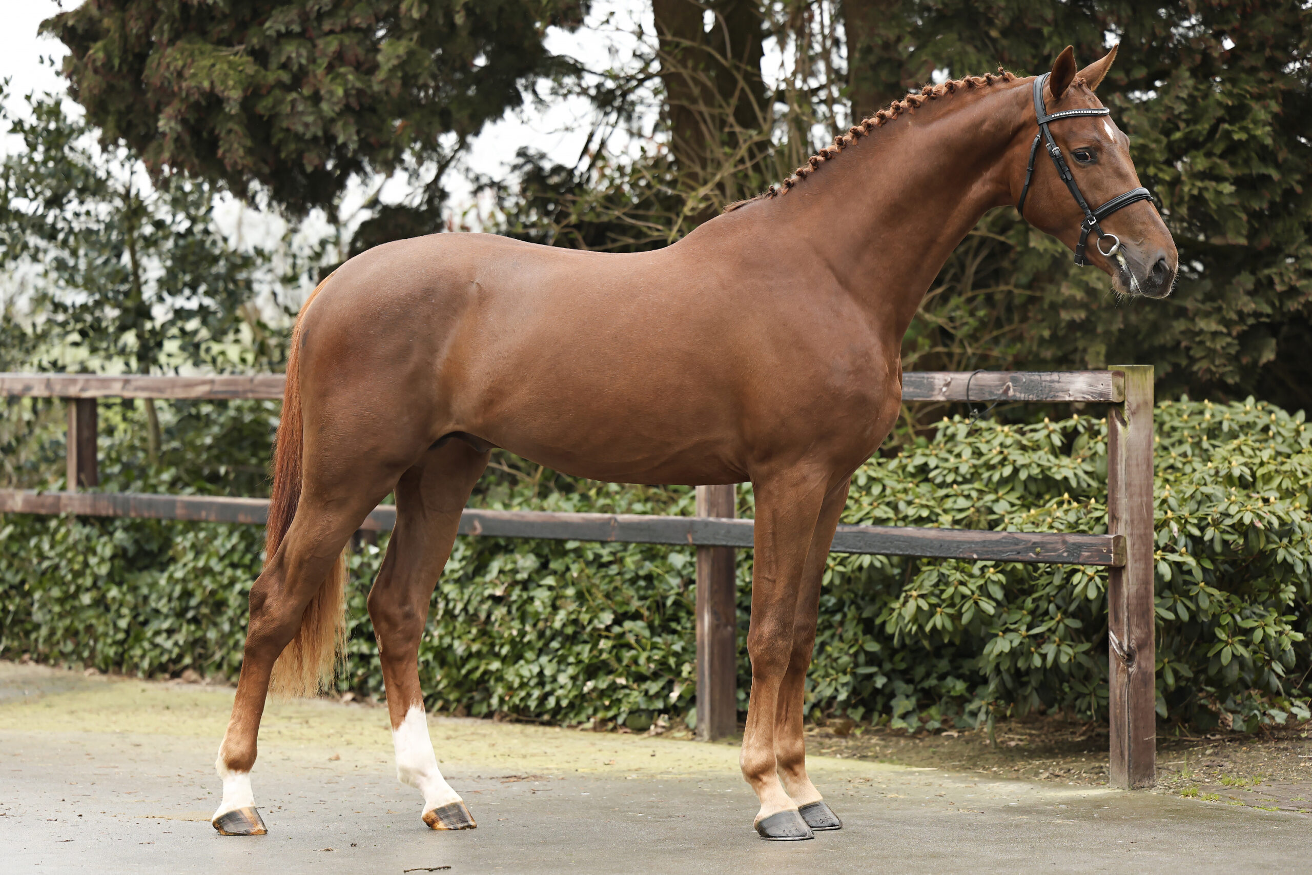 Thorbecke HBC - Afbeelding 2