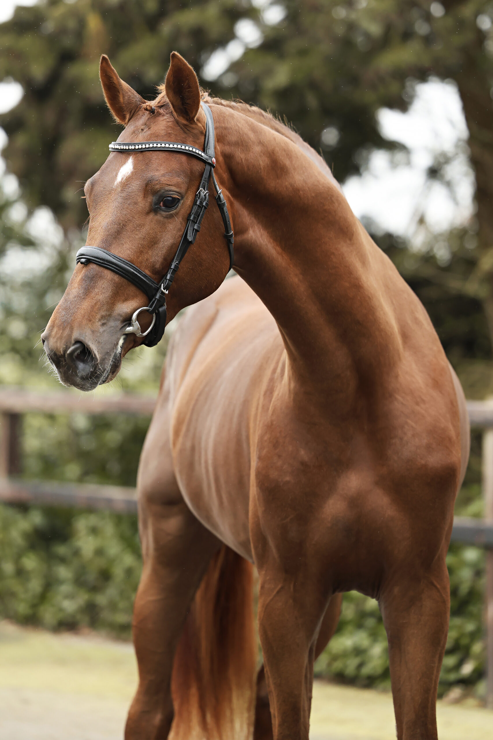 Thorbecke HBC - Afbeelding 3