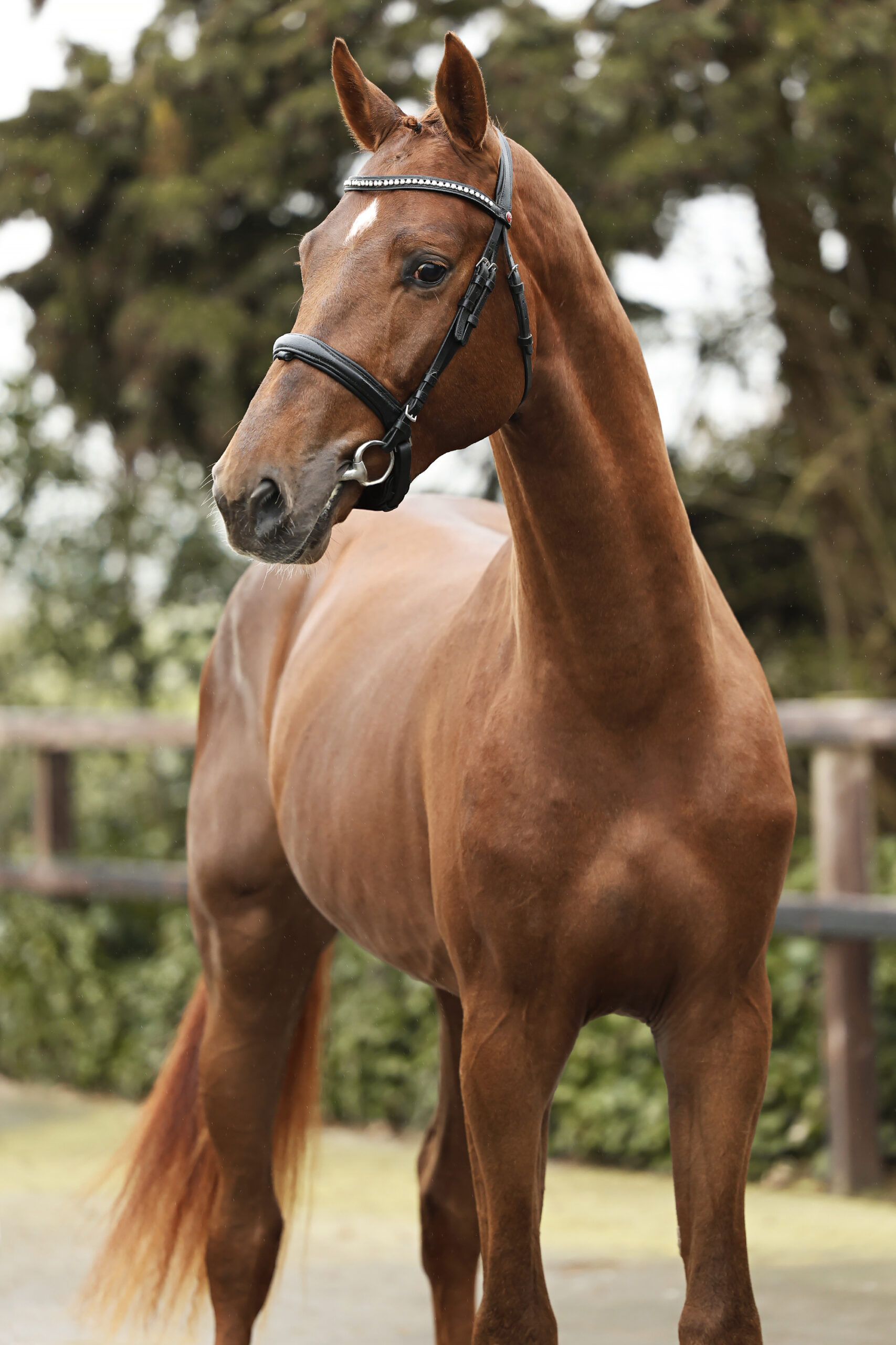 Thorbecke HBC - Afbeelding 4