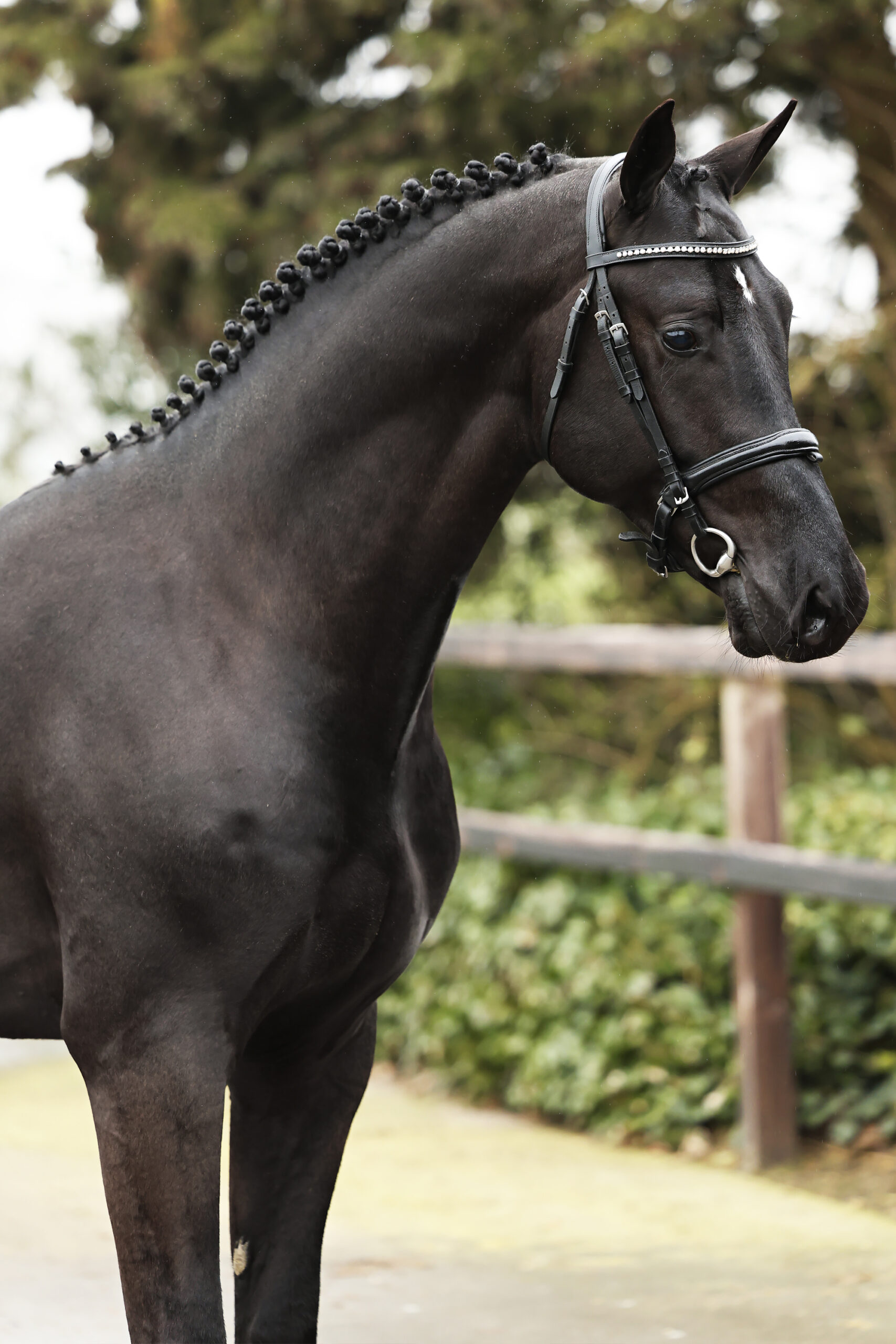 Taco HBC - Afbeelding 5
